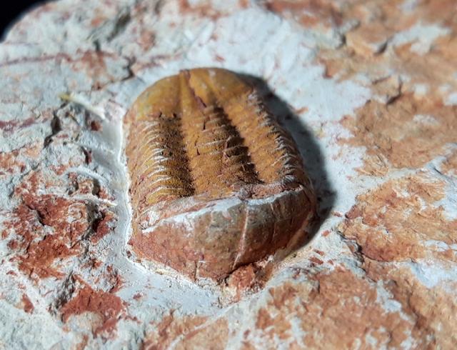 Ductina vietnamica (MAKSIMOVA 1965) - Bild © FossNet FossilienStore